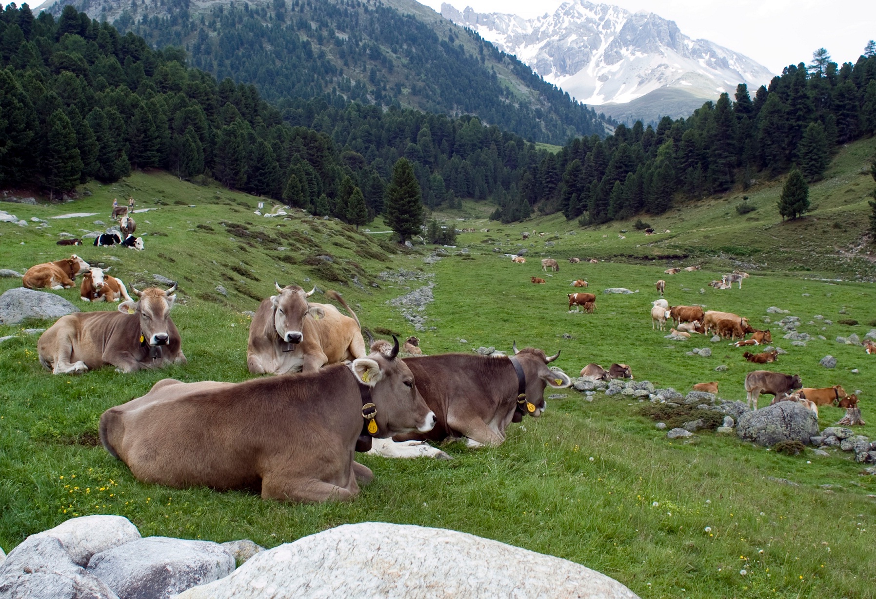 Le canton de Vaud vient à la rescousse des agriculteurs